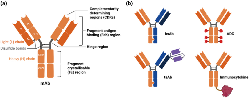 The structure of antibodies and example antibody formats, including bispecific, trispecific, immunocytokine and antibody-drug conjugates.