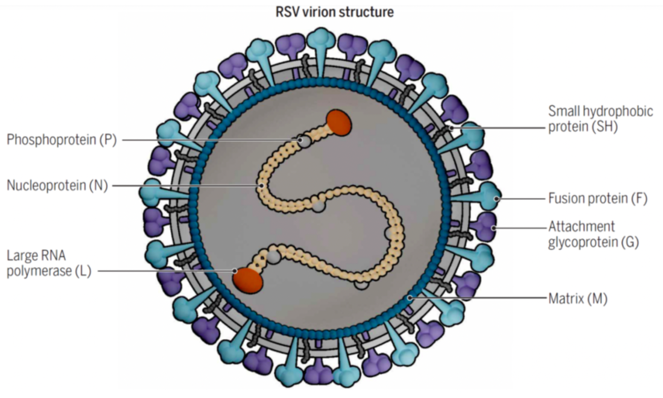 Рнк respiratory syncytial virus. РСВ вирус. РС вирус. Антигены РС вируса.