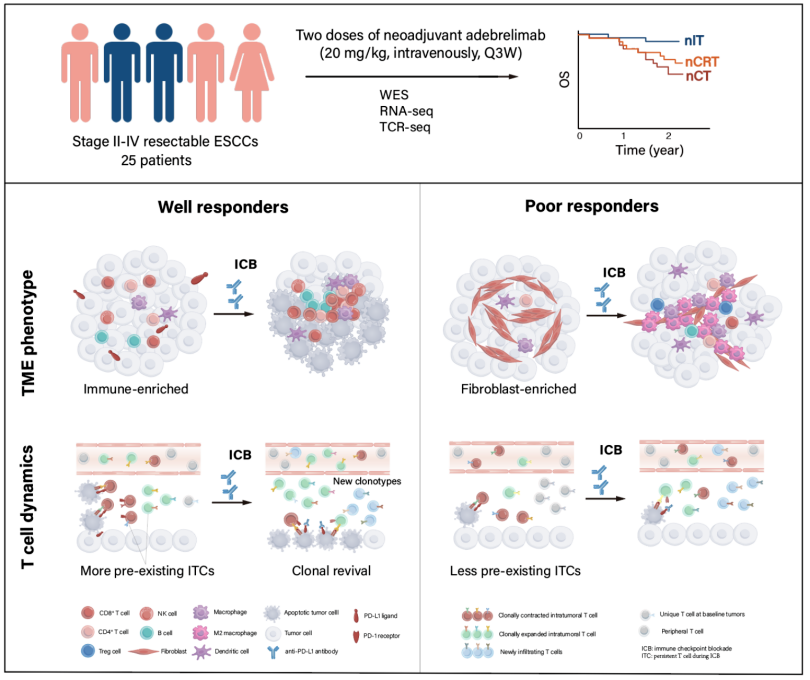 The First Phase 1b Trial Shows Promising Results Of Neoadjuvant ...