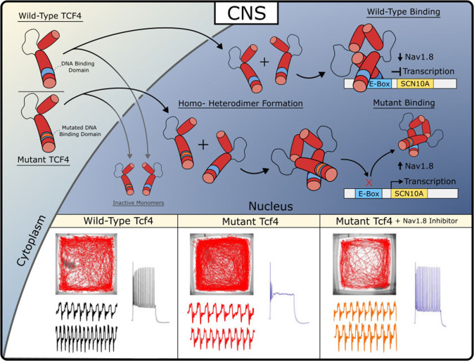 Suzetrigine FDA Approved Nav1 8 Inhibitor Offers Breakthrough Non 